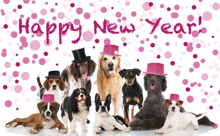 HSV Almelo wenst u een gezond en gelukkig 2023 met heel veel honden plezier.